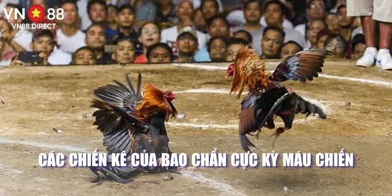 Các chiến kê của Bao Chẩn cực kỳ máu chiến